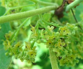  Male Inflorescence with male flowers